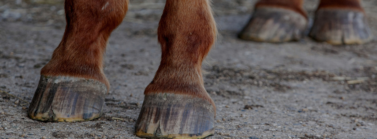 Effective Natural Remedies for Laminitis and Hoof Health