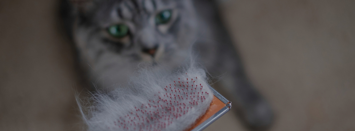 Natural Hairball Remedies for Cats: Prevention & Treatment Tips