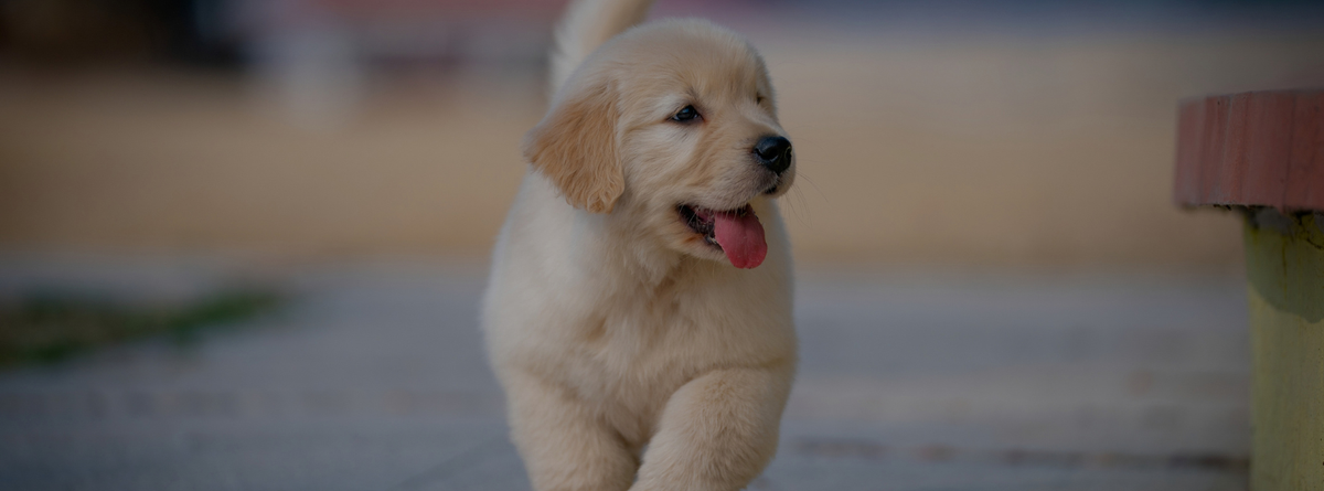 Dog Coughing and Wheezing? Best Home Remedies for Puppy Cough That Really Work