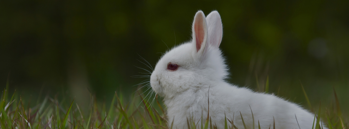 Comprehensive Homeopathy Guide for Rabbit Owners: Natural Remedies for a Healthy Bunny