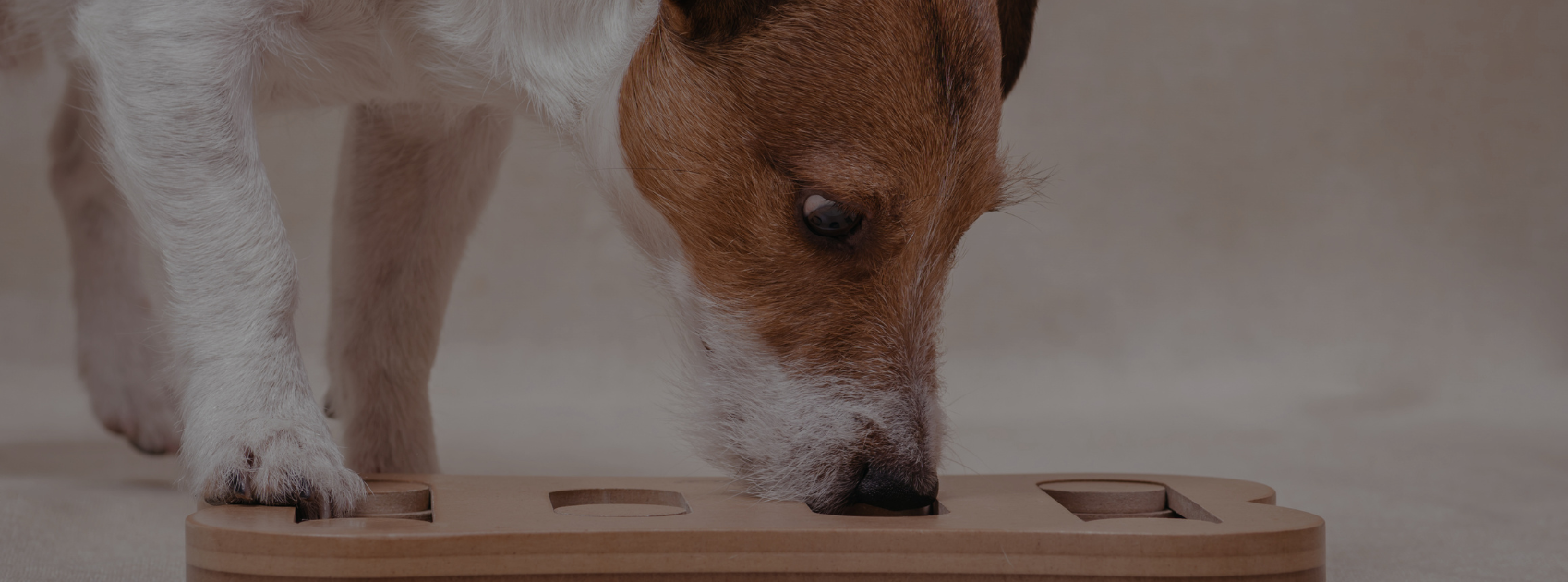 Dog Enrichment Ideas: Improve Behavior and Prevent Boredom