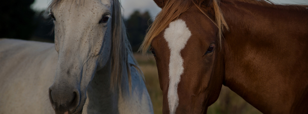 Managing Anxiety in Horses: Natural Remedies and Techniques