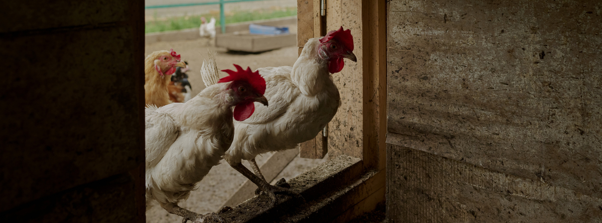 Managing Moisture in the Coop: Preventing Respiratory Issues in Chickens