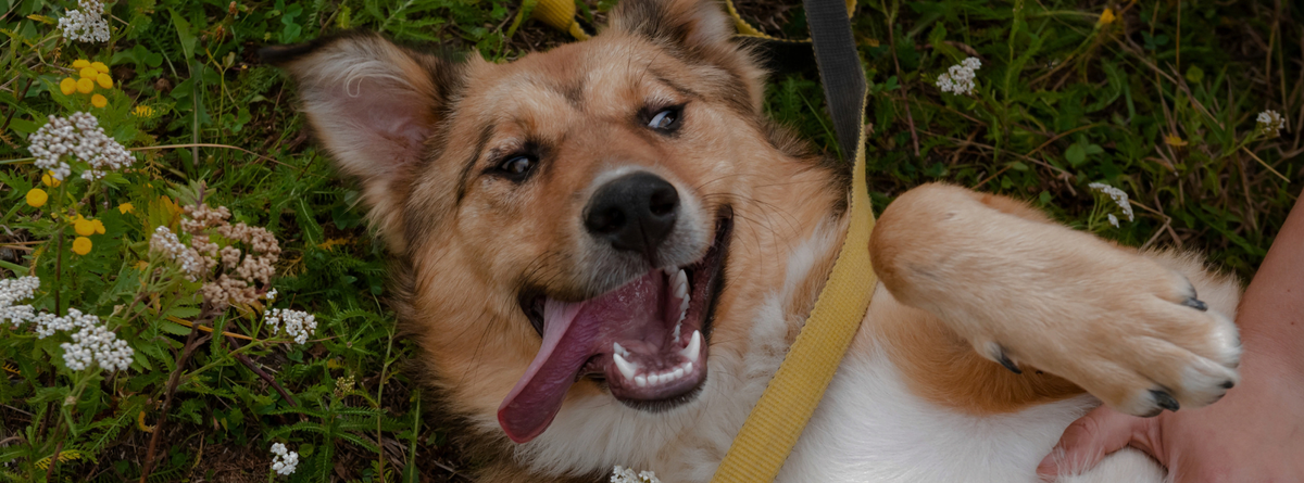 Ultimate Guide to Fixing Bad Breath in Pets: Causes, Prevention, and Natural Treatments
