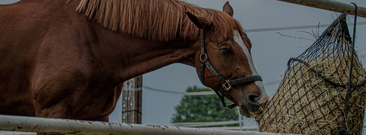 Top Superfoods: Natural Ways to Support Horse Health