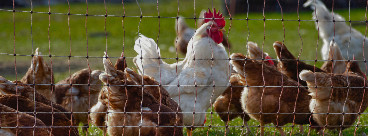 Boosting Chicken Immunity Naturally - Homeopathic Solutions