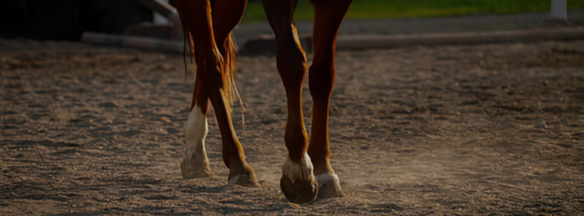Easing Joint Stiffness in Horses: A Holistic Guide with Homeopathic Solutions