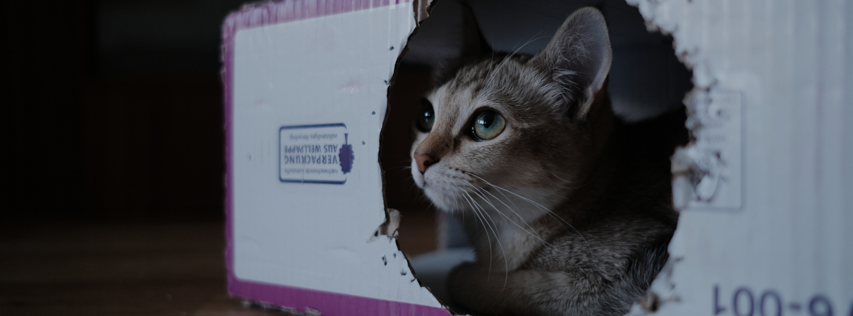 Cat Enrichment Guide: DIY Ideas, Tips & Activities