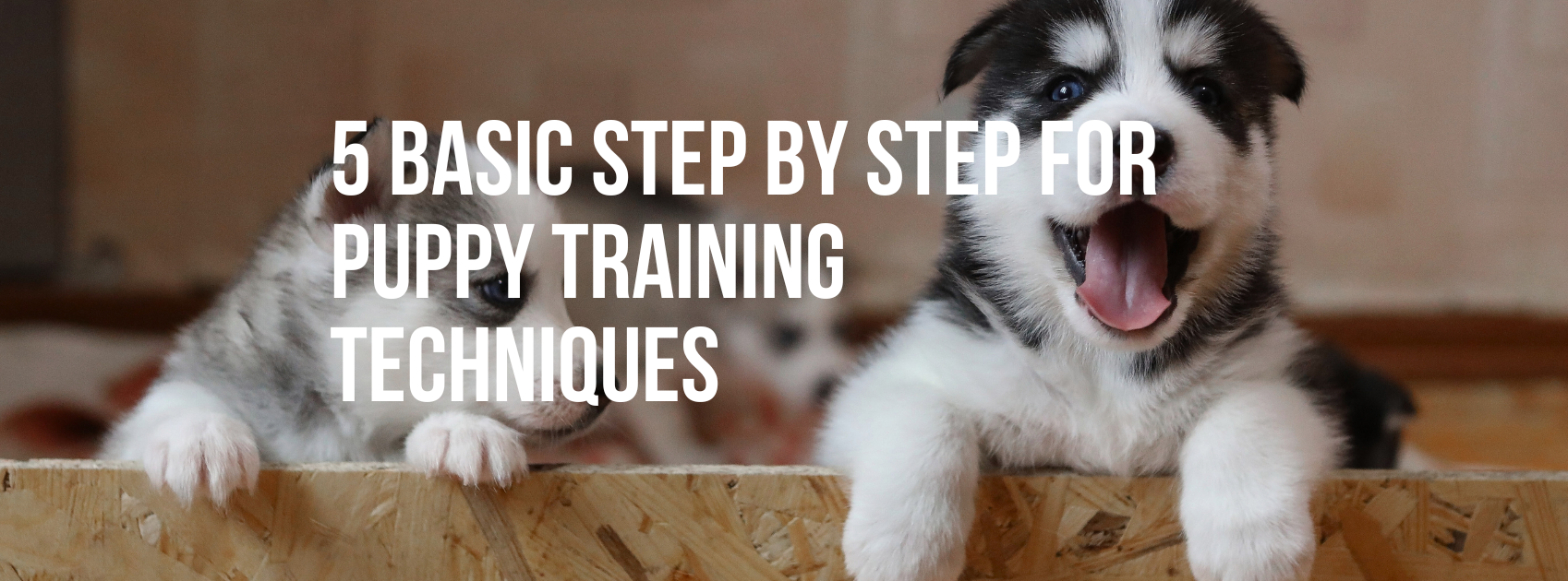 5 BASIC STEP BY STEP FOR PUPPY TRAINING TECHNIQUES