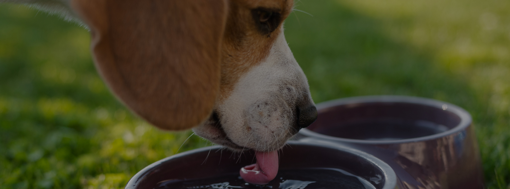 How to Keep Your Dog Hydrated: Exercise & Summer Tips