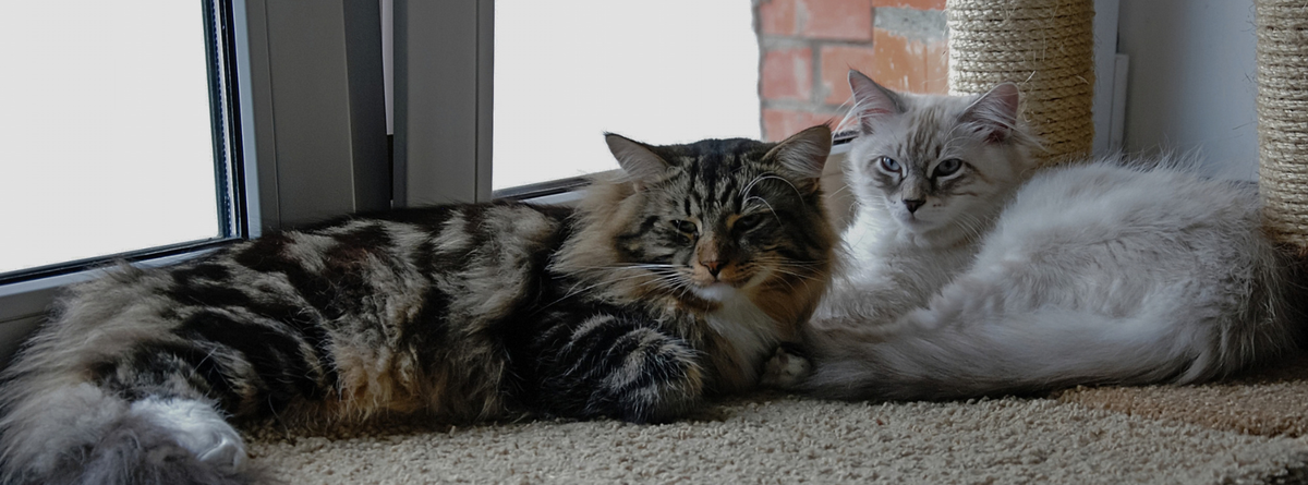 Natural Cures for Hyperthyroidism in Cats