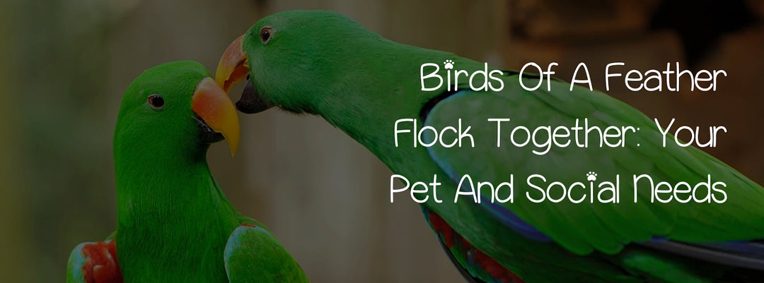 BIRDS OF A FEATHER FLOCK TOGETHER: YOUR PET AND SOCIAL NEEDS