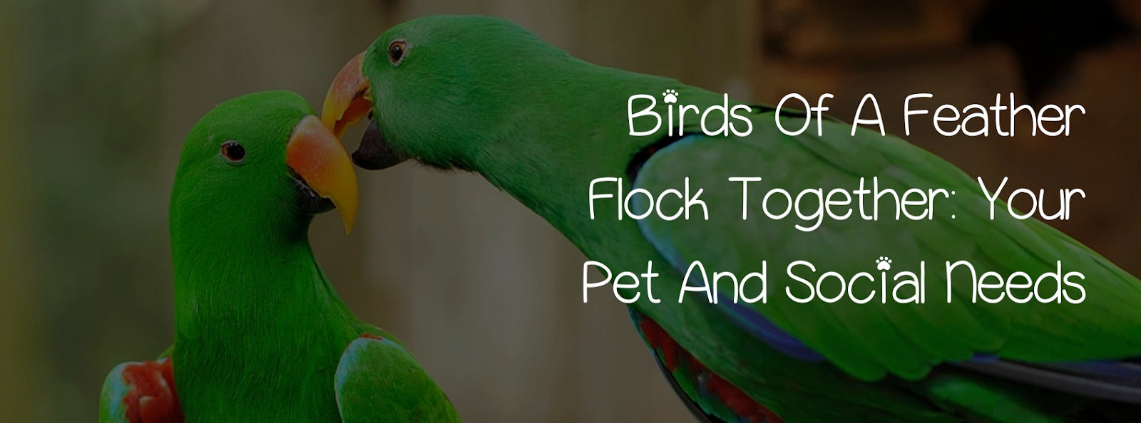 BIRDS OF A FEATHER FLOCK TOGETHER: YOUR PET AND SOCIAL NEEDS