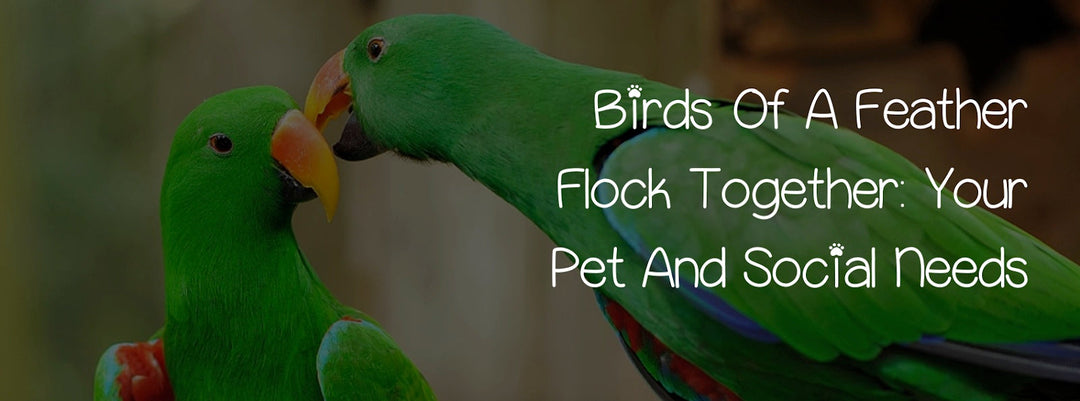 BIRDS OF A FEATHER FLOCK TOGETHER: YOUR PET AND SOCIAL NEEDS
