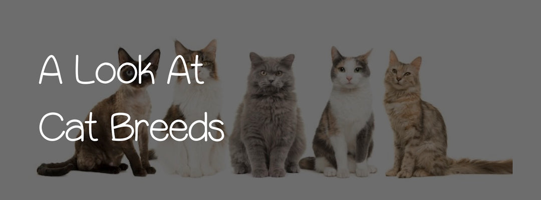 A LOOK AT CAT BREEDS