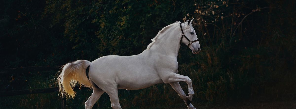 Natural Remedies for Common Horse Skin Issues: Practical Solutions