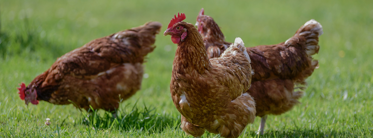 How to Treat Bumblefoot in Chickens Naturally