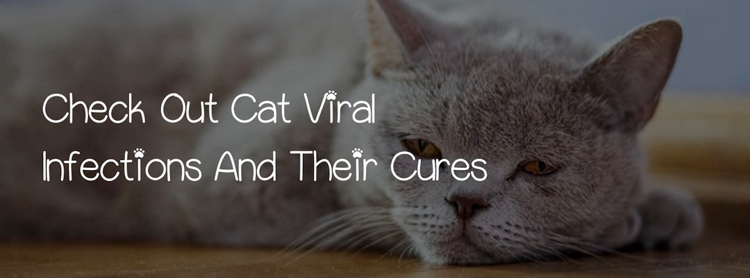 CHECK OUT CAT VIRAL INFECTIONS AND THEIR CURES