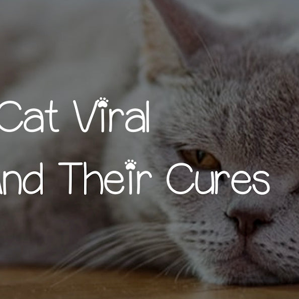 CHECK OUT CAT VIRAL INFECTIONS AND THEIR CURES
