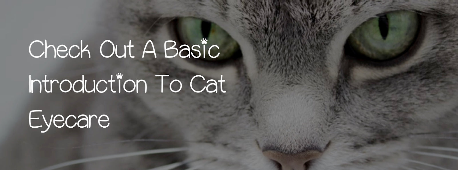 CHECK OUT A BASIC INTRODUCTION TO CAT EYECARE