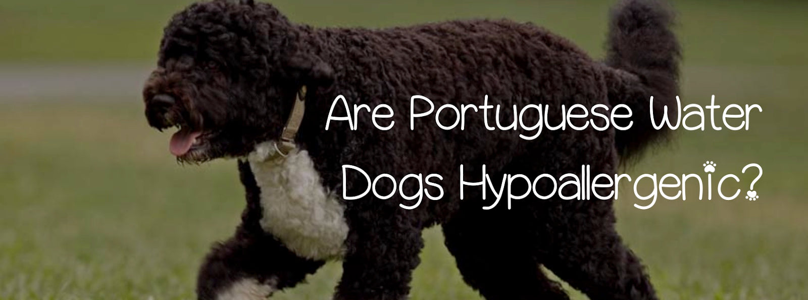 Portuguese water dog sales hypoallergenic dog breeds