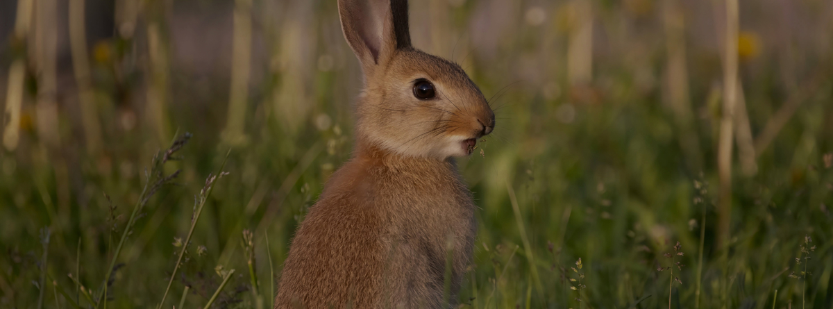 Natural Treatment for E. cuniculi in Rabbits
