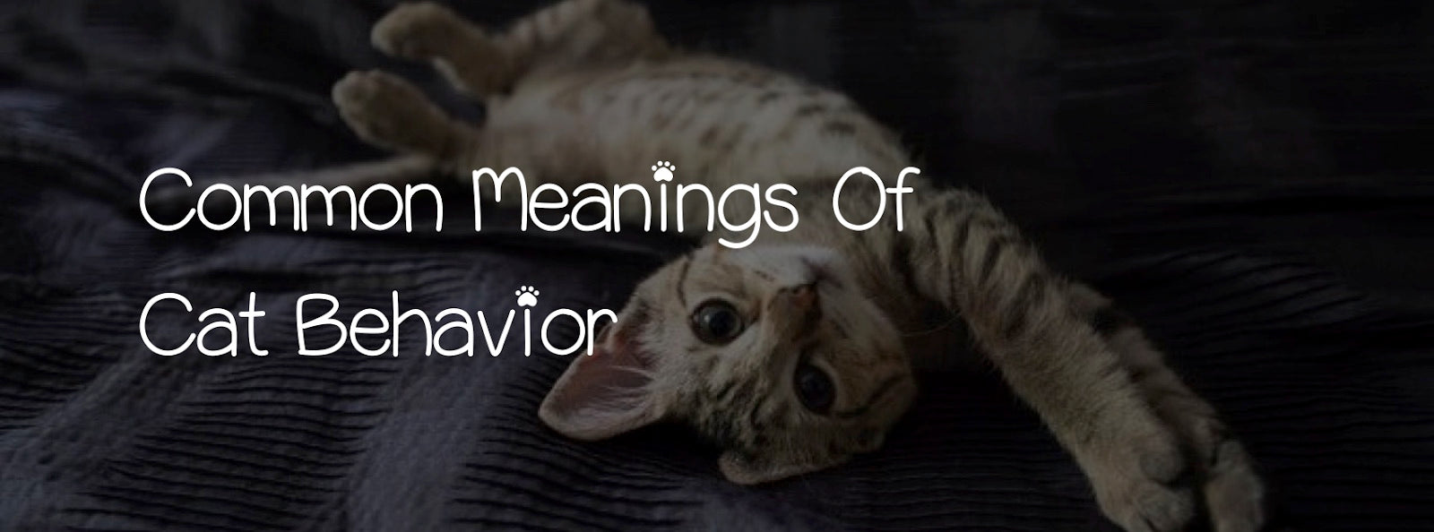 COMMON MEANINGS OF CAT BEHAVIOR