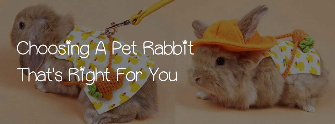 CHOOSING A PET RABBIT THAT'S RIGHT FOR YOU