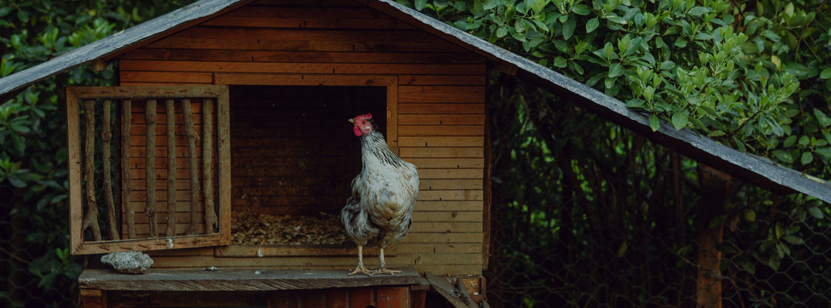 Natural Pest Control for Chickens: Effective Methods to Fight Mites and Lice