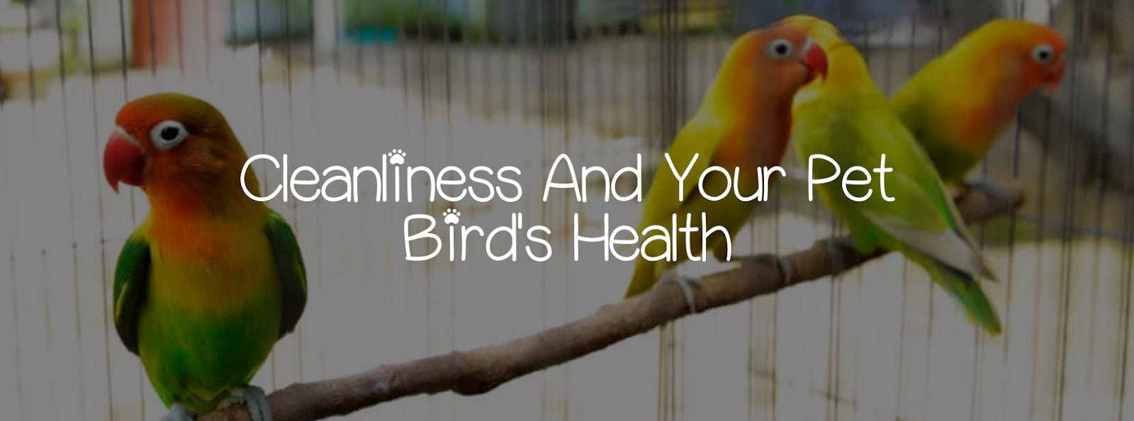 CLEANLINESS AND YOUR PET BIRD'S HEALTH