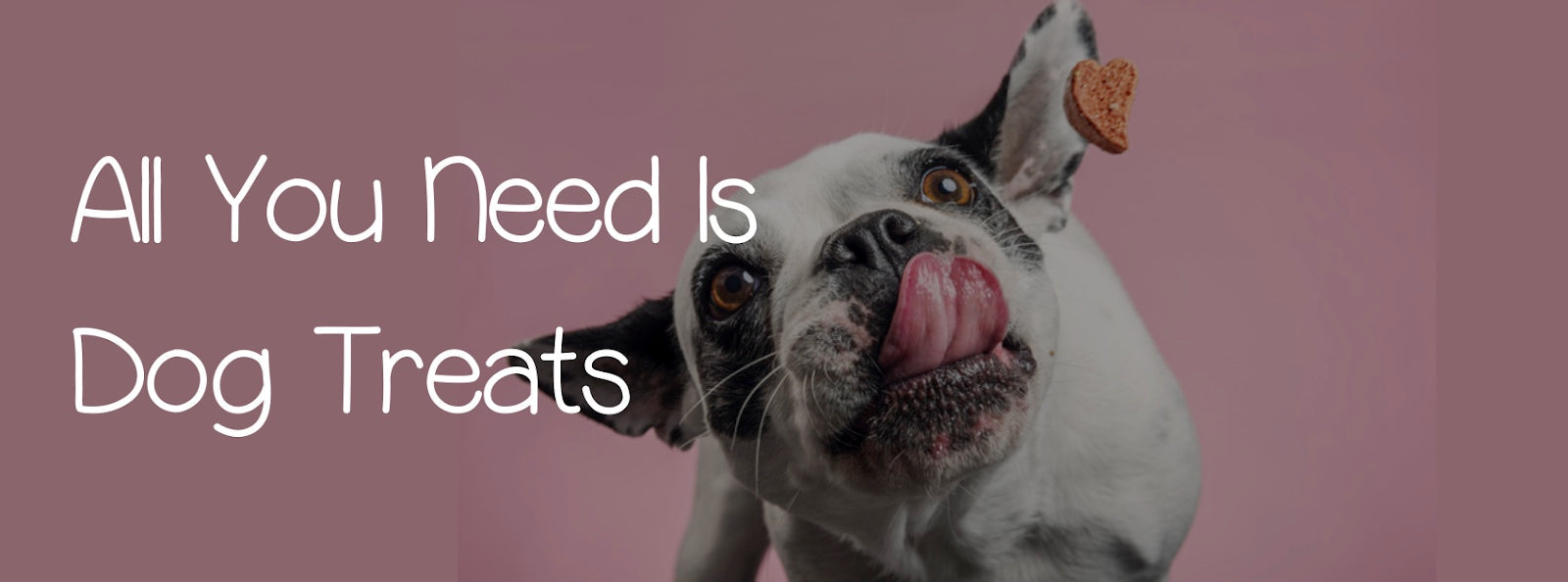 ALL YOU NEED IS DOG TREATS