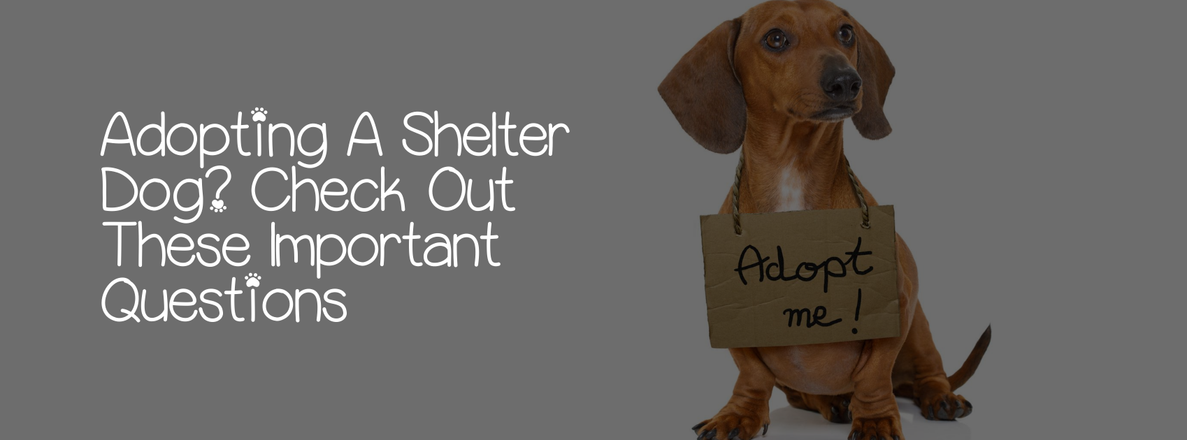 ADOPTING A SHELTER DOG? CHECK OUT THESE IMPORTANT QUESTIONS