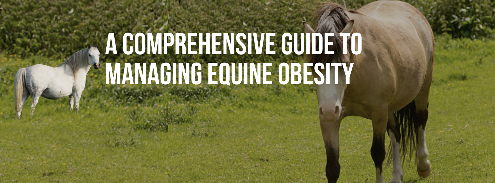 A Comprehensive Guide to Managing Equine Obesity — Healthy Animals 4Ever