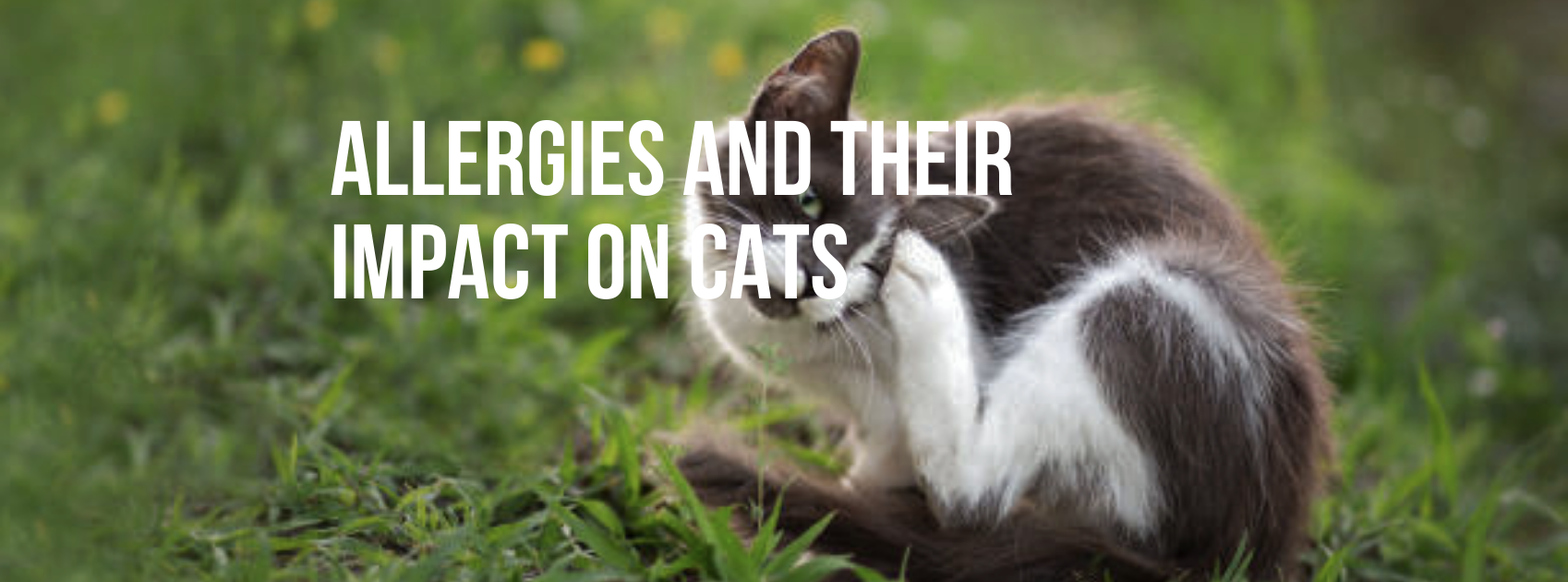Allergies and Their Impact On Cats