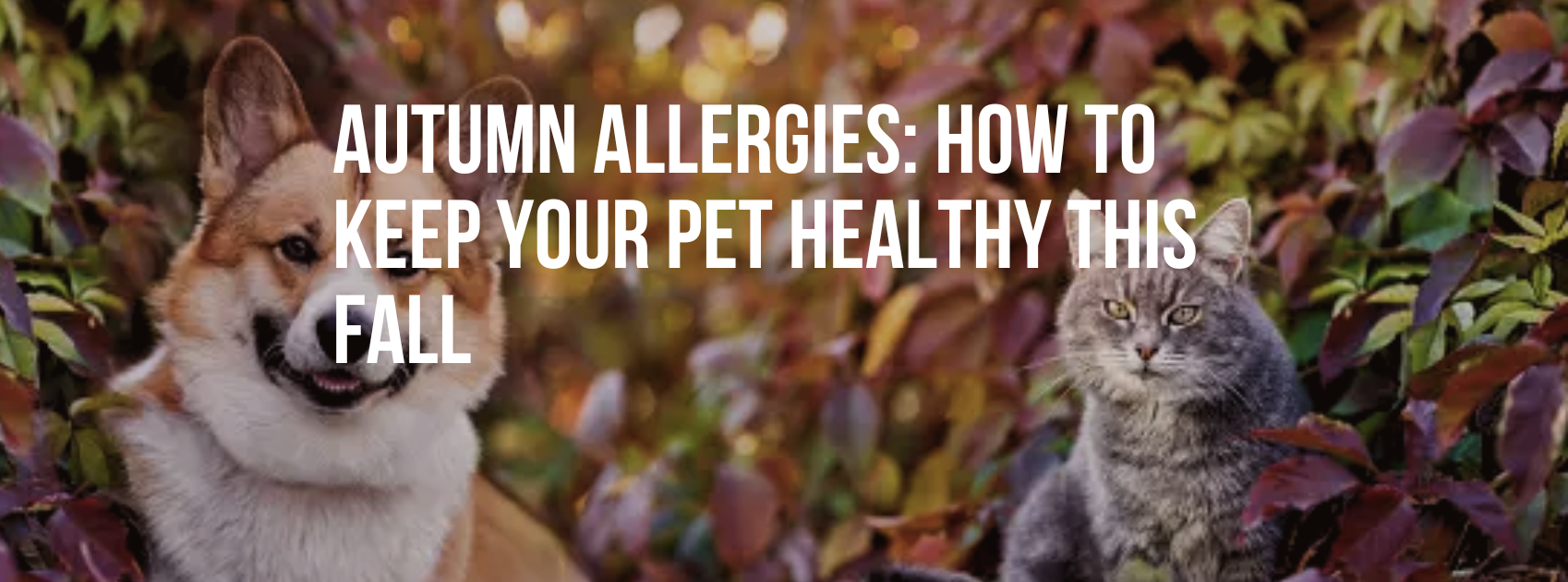 Autumn allergies: How to Keep Your Pet Healthy This Fall