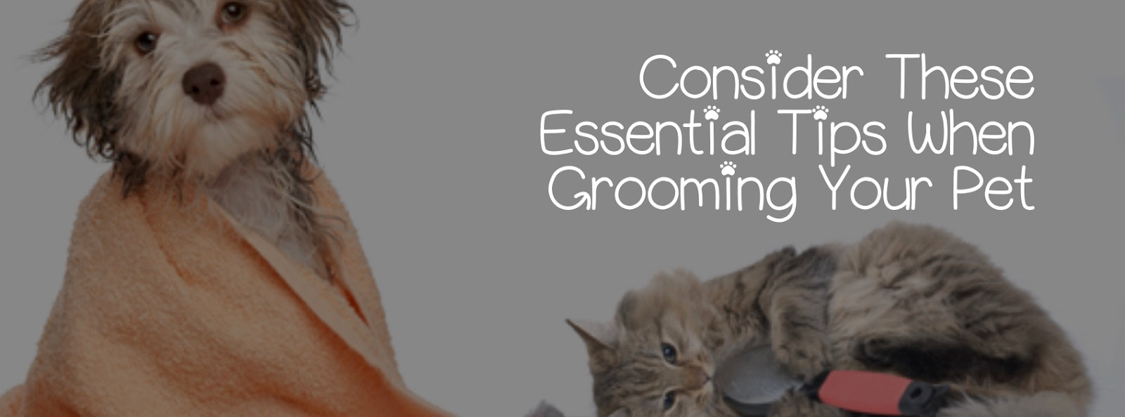 CONSIDER THESE ESSENTIAL TIPS WHEN GROOMING YOUR PET