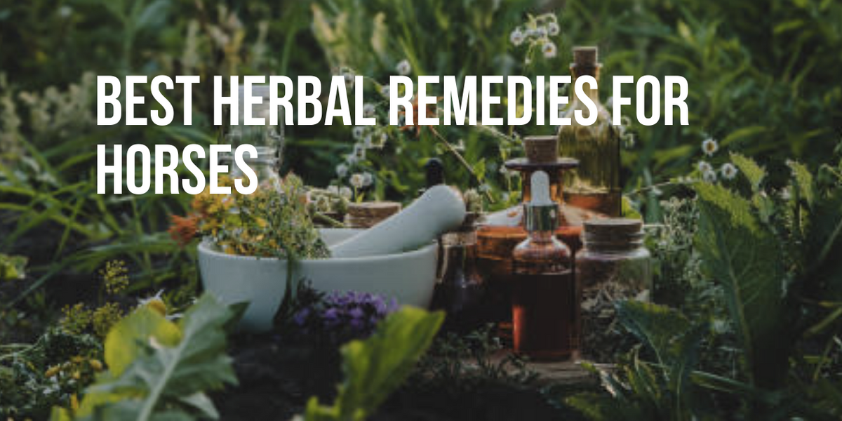 Herbal Remedies for Horses Top Picks — Healthy Animals 4Ever