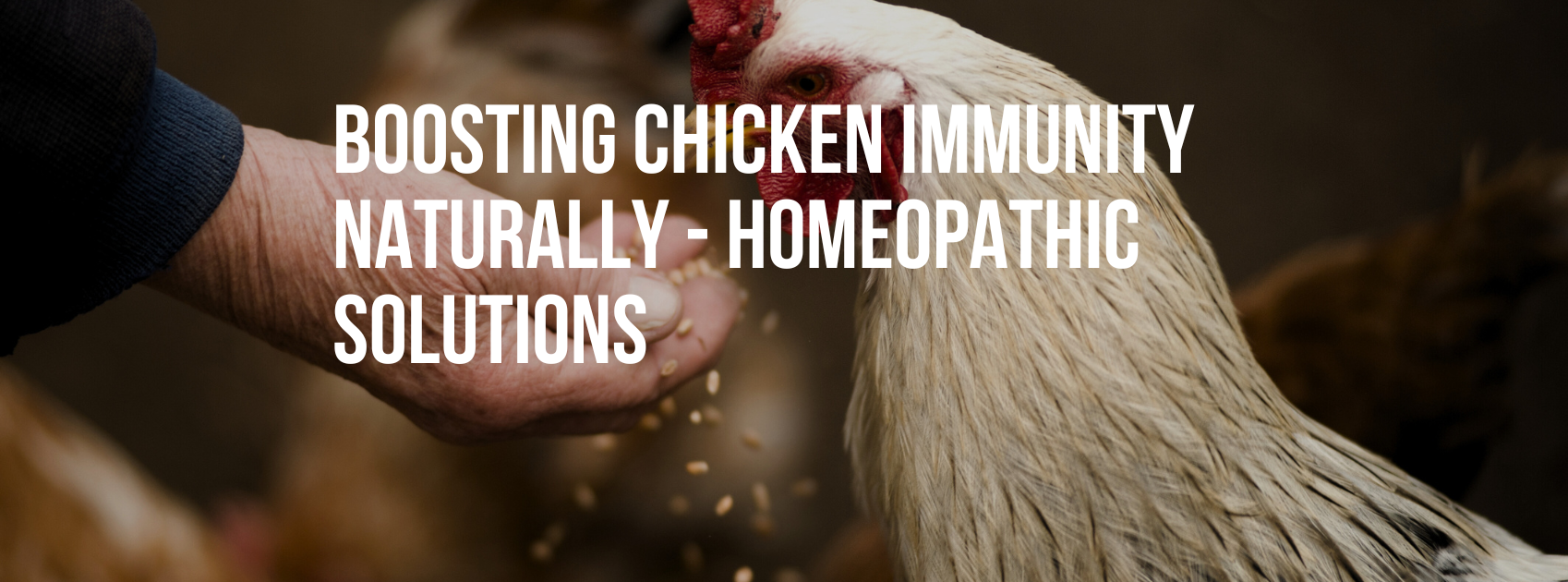 Boosting Chicken Immunity Naturally - Homeopathic Solutions