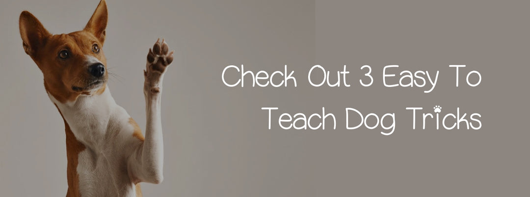 CHECK OUT 3 EASY TO TEACH  DOG TRICKS