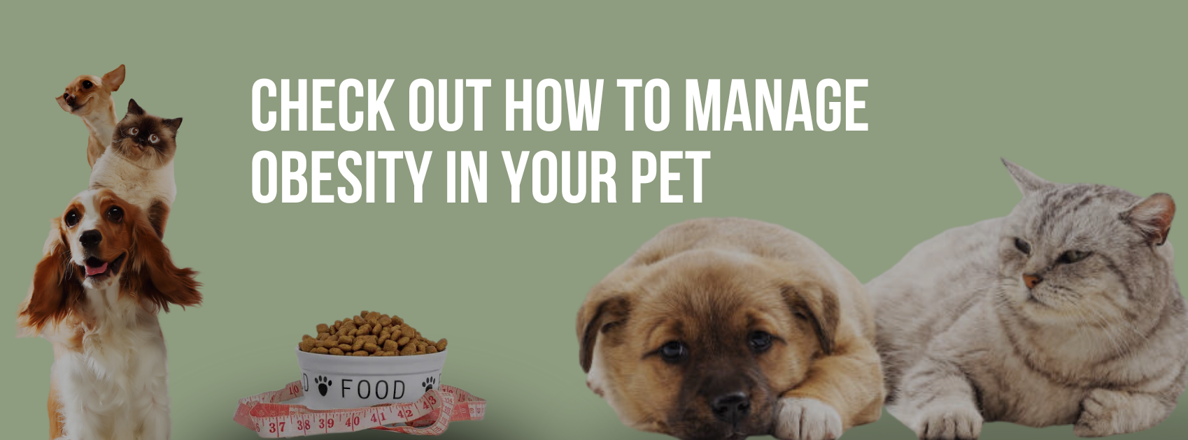CHECK OUT HOW TO MANAGE OBESITY IN YOUR PET