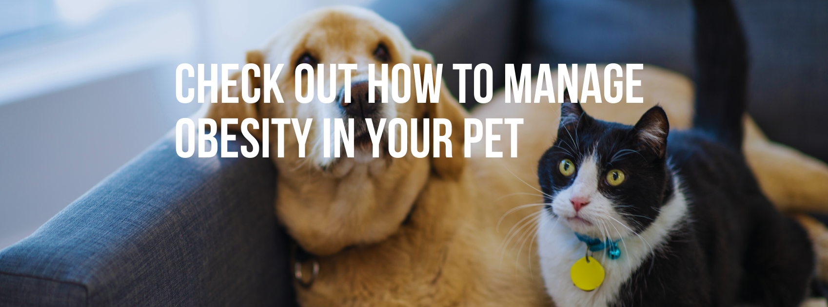 CHECK OUT HOW TO MANAGE OBESITY IN YOUR PET