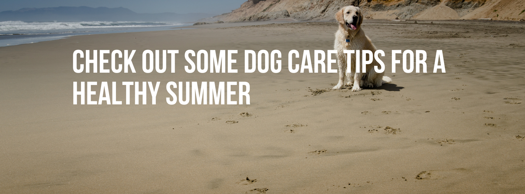 CHECK OUT SOME DOG CARE TIPS FOR A HEALTHY SUMMER