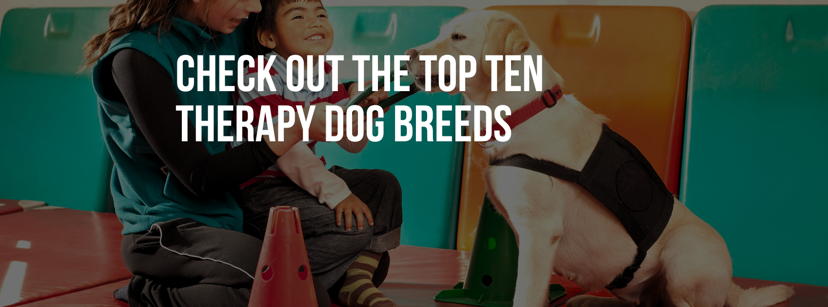 CHECK OUT THE TOP TEN THERAPY DOG BREEDS — Healthy Animals 4Ever