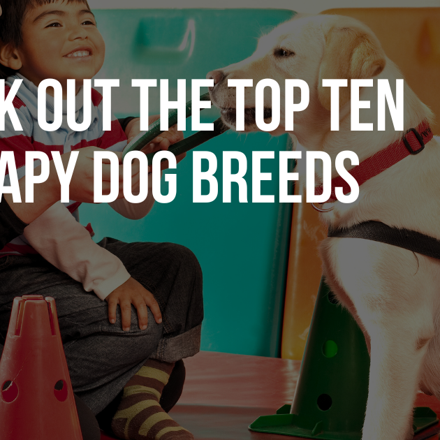 CHECK OUT THE TOP TEN THERAPY DOG BREEDS