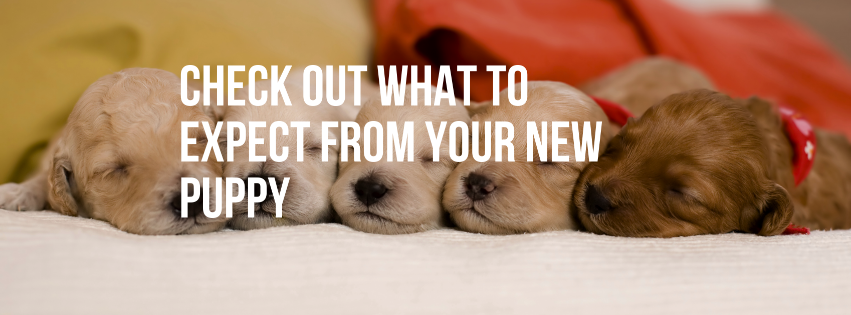 CHECK OUT WHAT TO EXPECT FROM YOUR NEW PUPPY