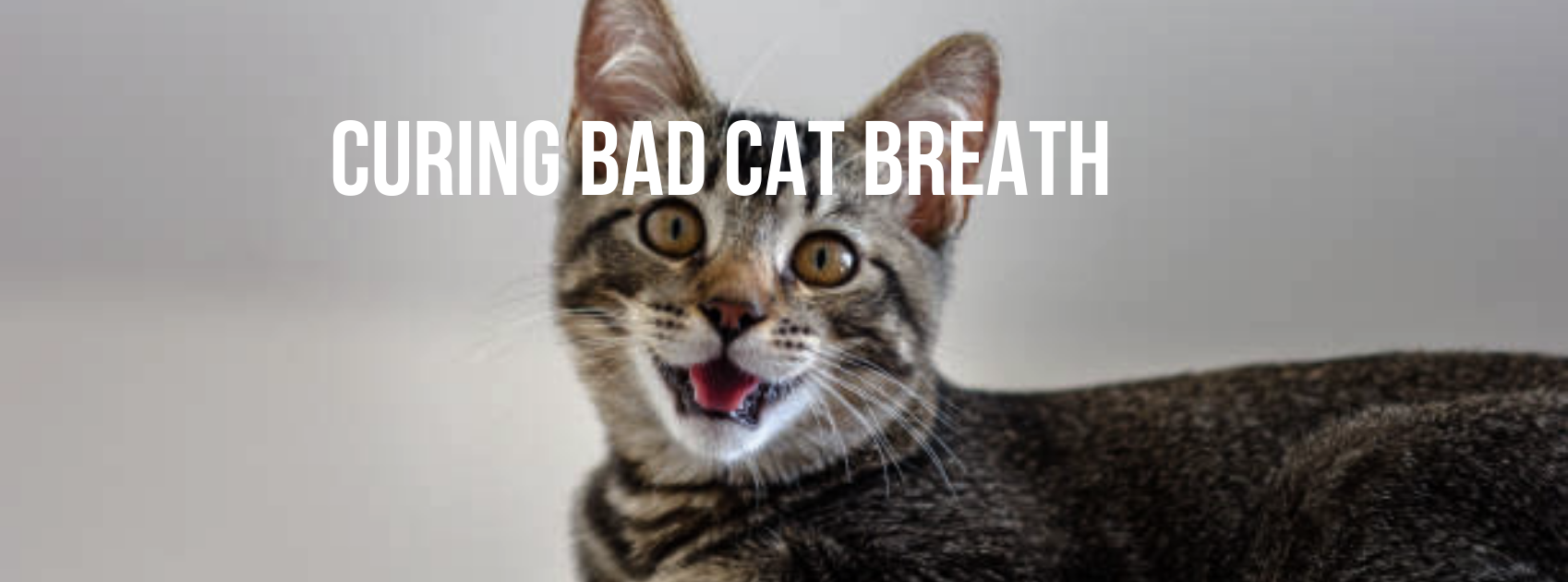 CURING BAD CAT BREATH — Healthy Animals 4Ever