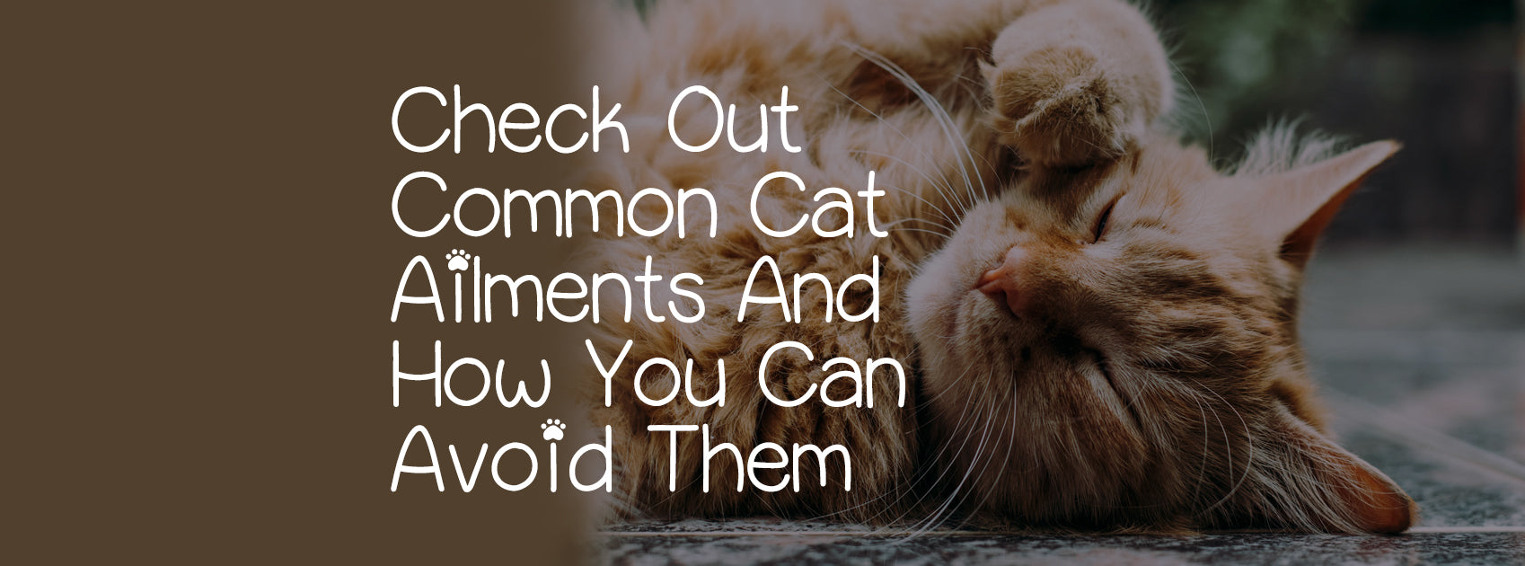 CHECK OUT COMMON CAT AILMENTS AND HOW YOU CAN AVOID THEM