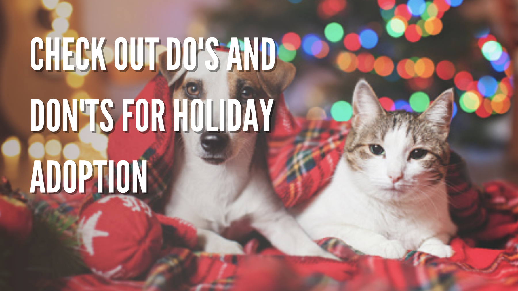 Check Out Do's And Don'ts For Holiday Adoption