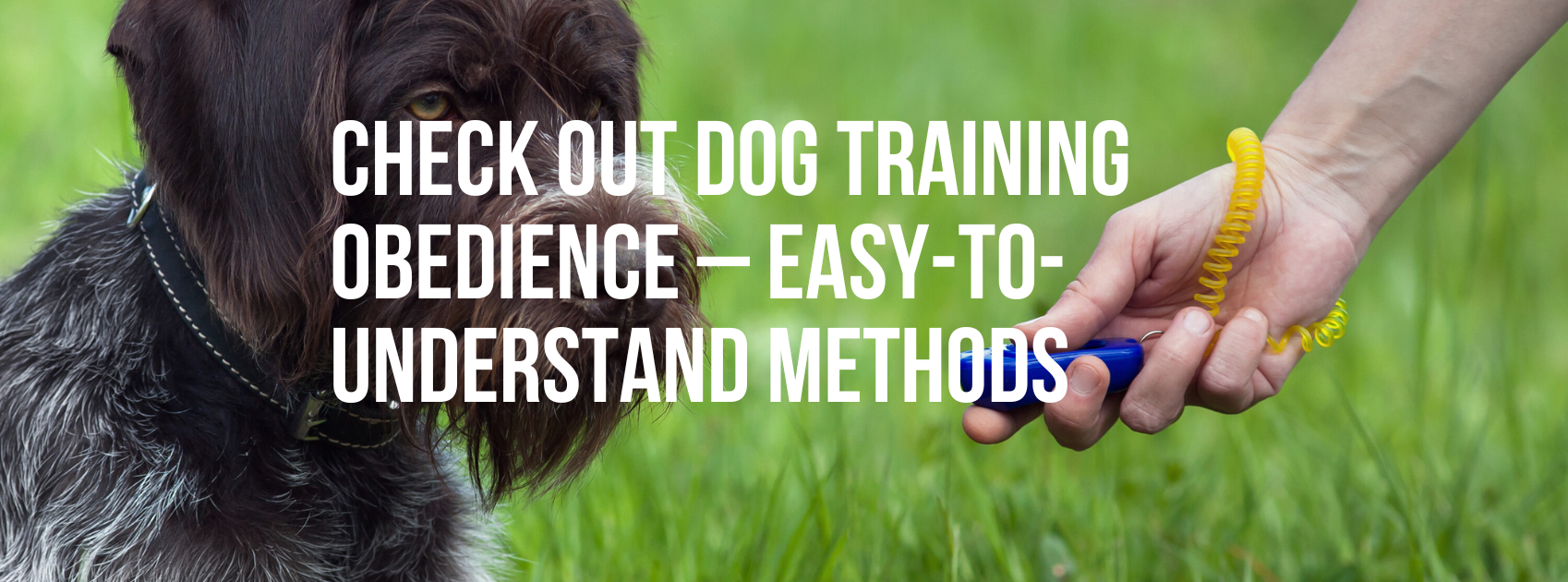 Check Out Dog Training Obedience – Easy-To-Understand Methods