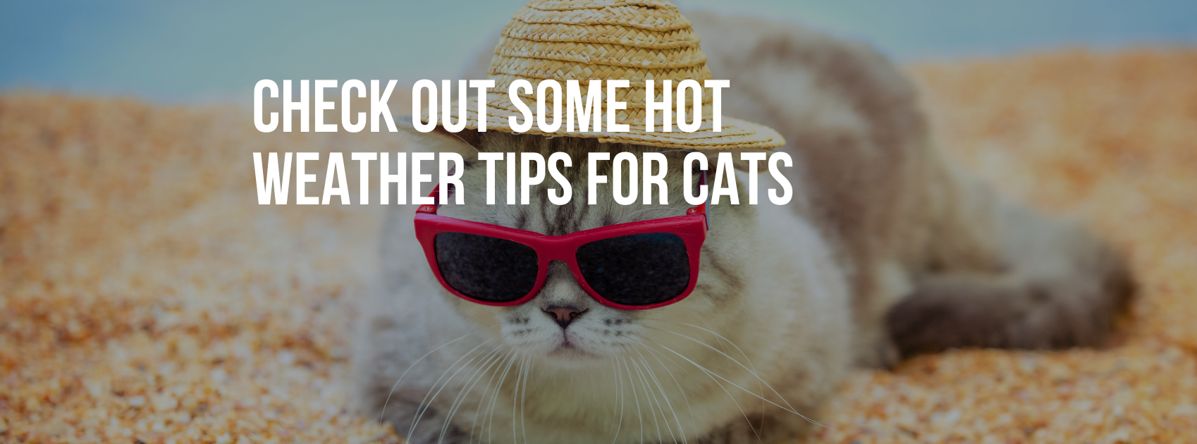 Check Out Some Hot Weather Tips for Cats